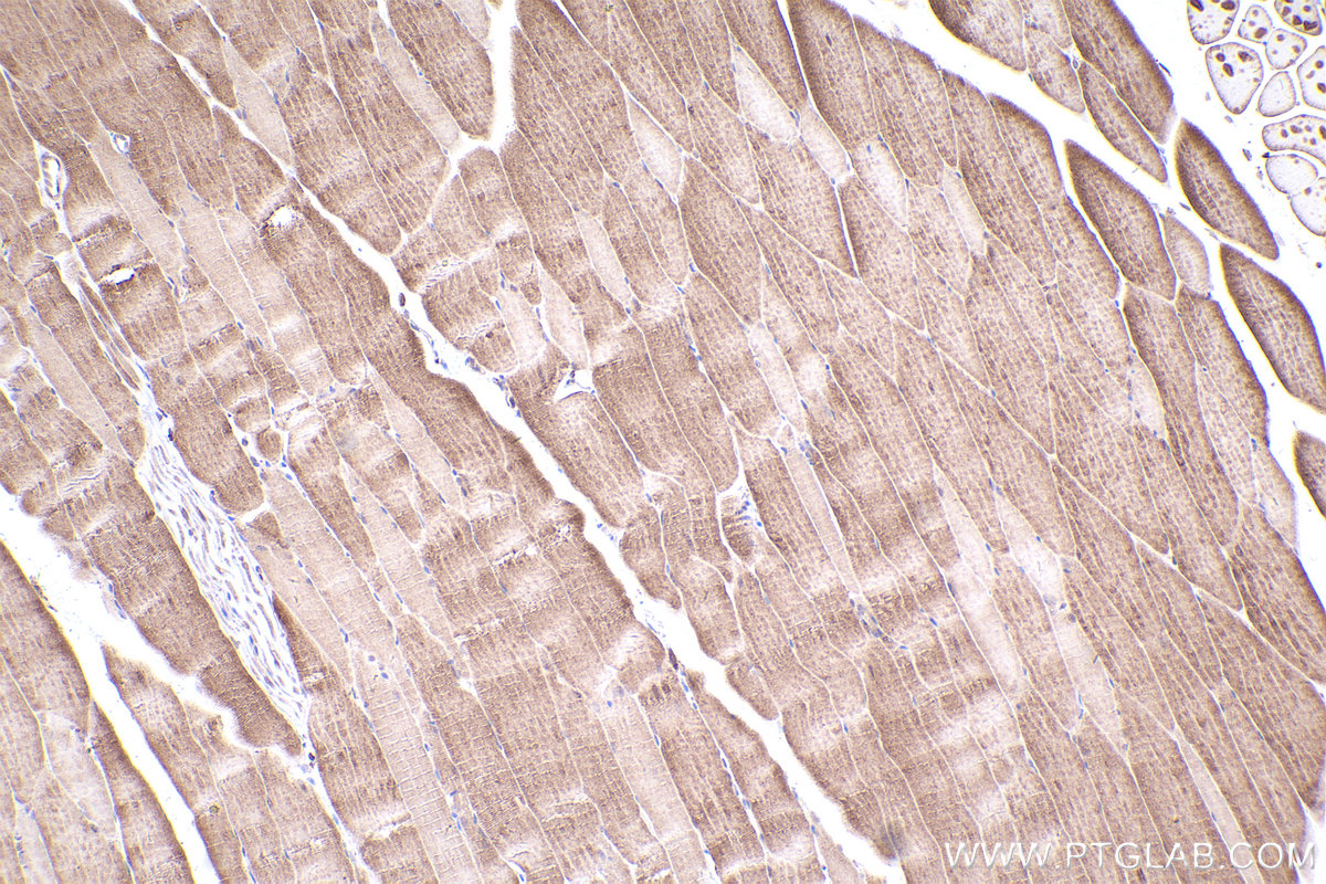 Immunohistochemical analysis of paraffin-embedded mouse skeletal muscle tissue slide using KHC2404 (INCA1 IHC Kit).