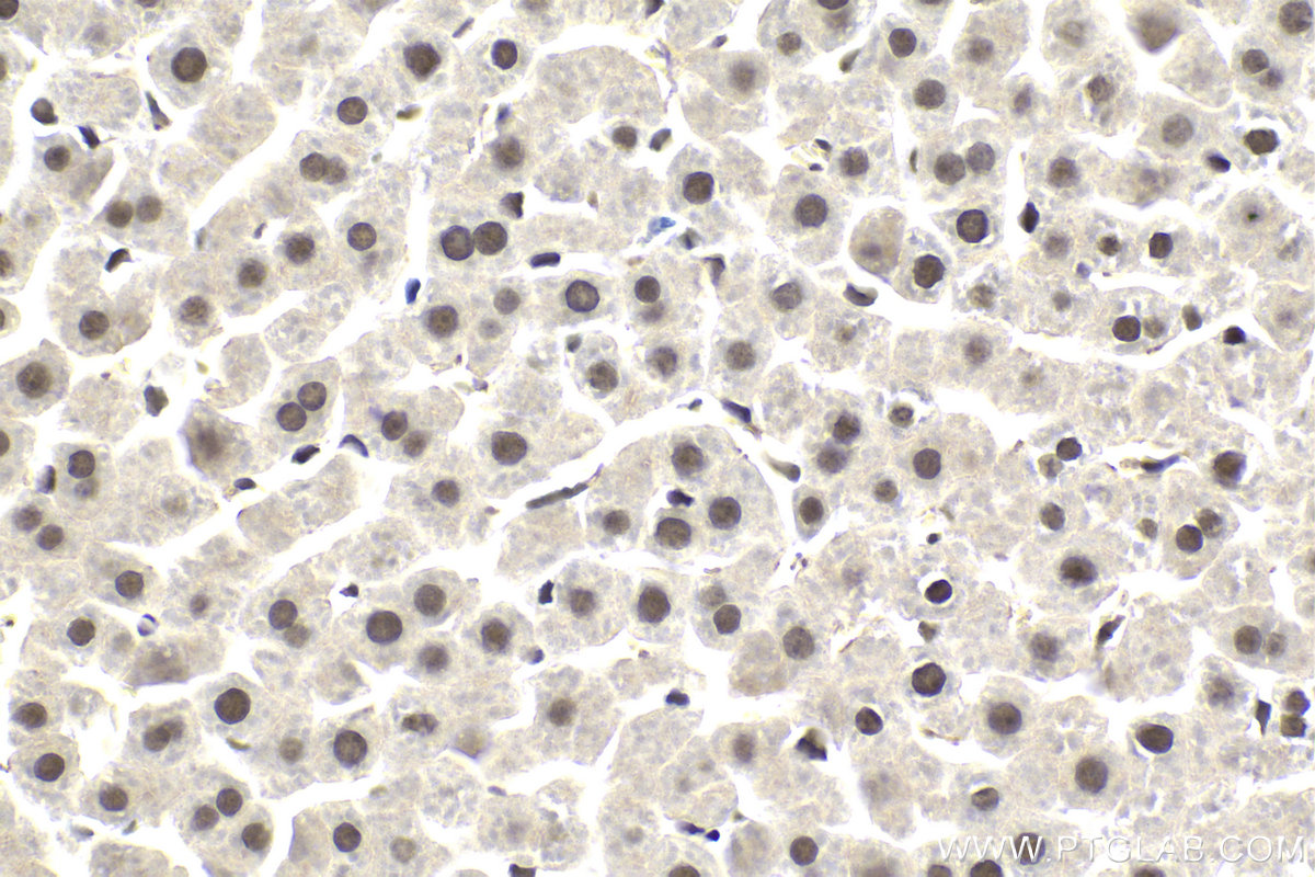 Immunohistochemical analysis of paraffin-embedded rat liver tissue slide using KHC2005 (ING4 IHC Kit).