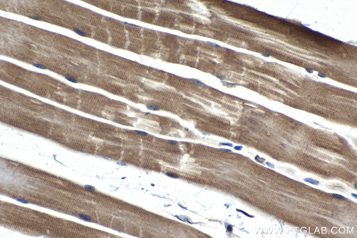 Immunohistochemical analysis of paraffin-embedded mouse skeletal muscle tissue slide using KHC1444 (INPPL1 IHC Kit).
