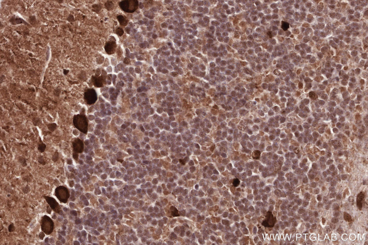 Immunohistochemical analysis of paraffin-embedded mouse cerebellum tissue slide using KHC2586 (INTS5 IHC Kit).