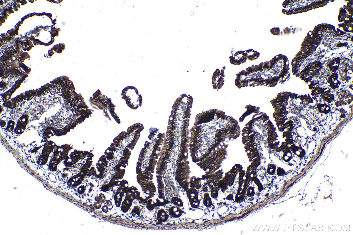 Immunohistochemical analysis of paraffin-embedded mouse small intestine tissue slide using KHC1136 (IRAK3 IHC Kit).