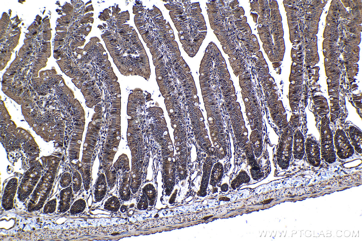 Immunohistochemical analysis of paraffin-embedded rat small intestine tissue slide using KHC1342 (ISG20 IHC Kit).