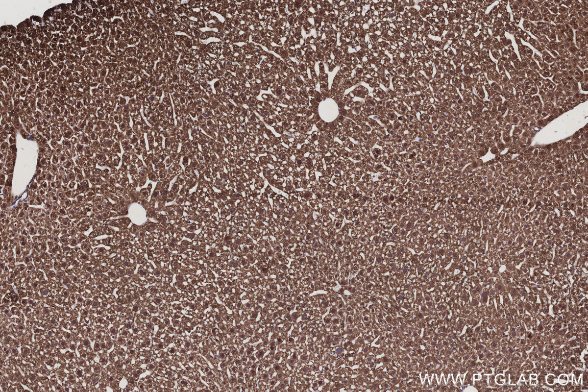 Immunohistochemical analysis of paraffin-embedded mouse liver tissue slide using KHC3129 (ISOC2 IHC Kit).