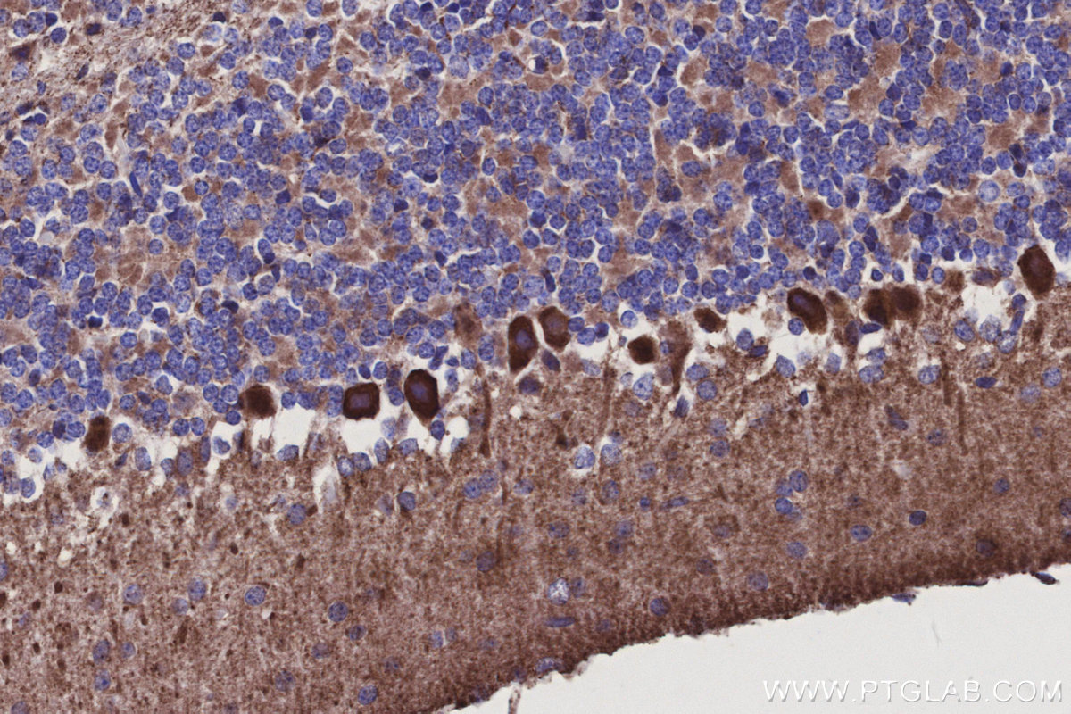 Immunohistochemical analysis of paraffin-embedded mouse cerebellum tissue slide using KHC3129 (ISOC2 IHC Kit).
