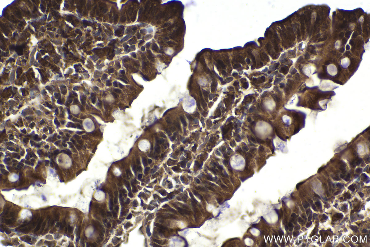 Immunohistochemical analysis of paraffin-embedded rat small intestine tissue slide using KHC1875 (ITCH IHC Kit).