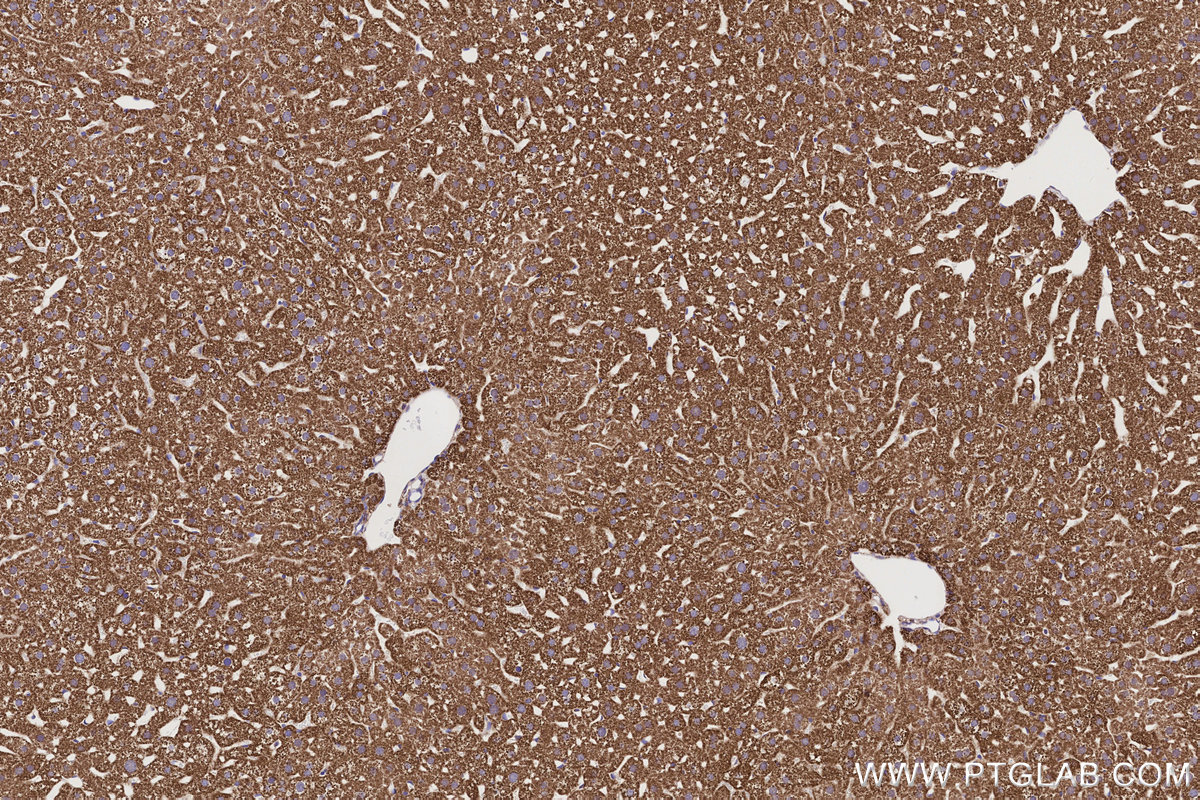 Immunohistochemical analysis of paraffin-embedded mouse liver tissue slide using KHC3202 (IVD IHC Kit).