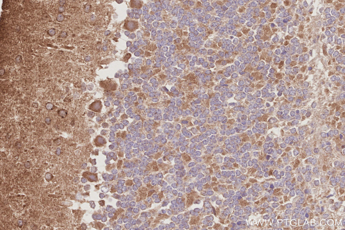 Immunohistochemical analysis of paraffin-embedded mouse cerebellum tissue slide using KHC3096 (IVNS1ABP IHC Kit). Immunohistochemical analysis of paraffin-embedded mouse cerebellum tissue slide using KHC3096 (IVNS1ABP IHC Kit).