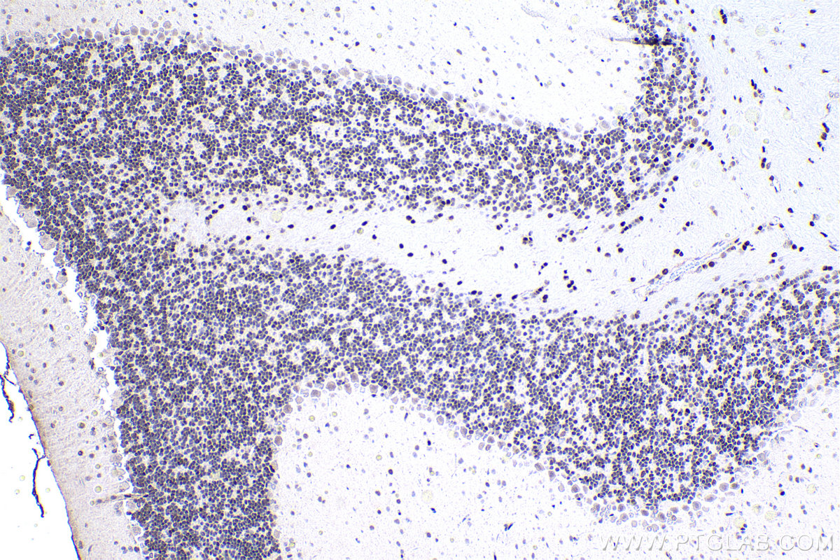 Immunohistochemical analysis of paraffin-embedded mouse cerebellum tissue slide using KHC1509 (JUN IHC Kit).