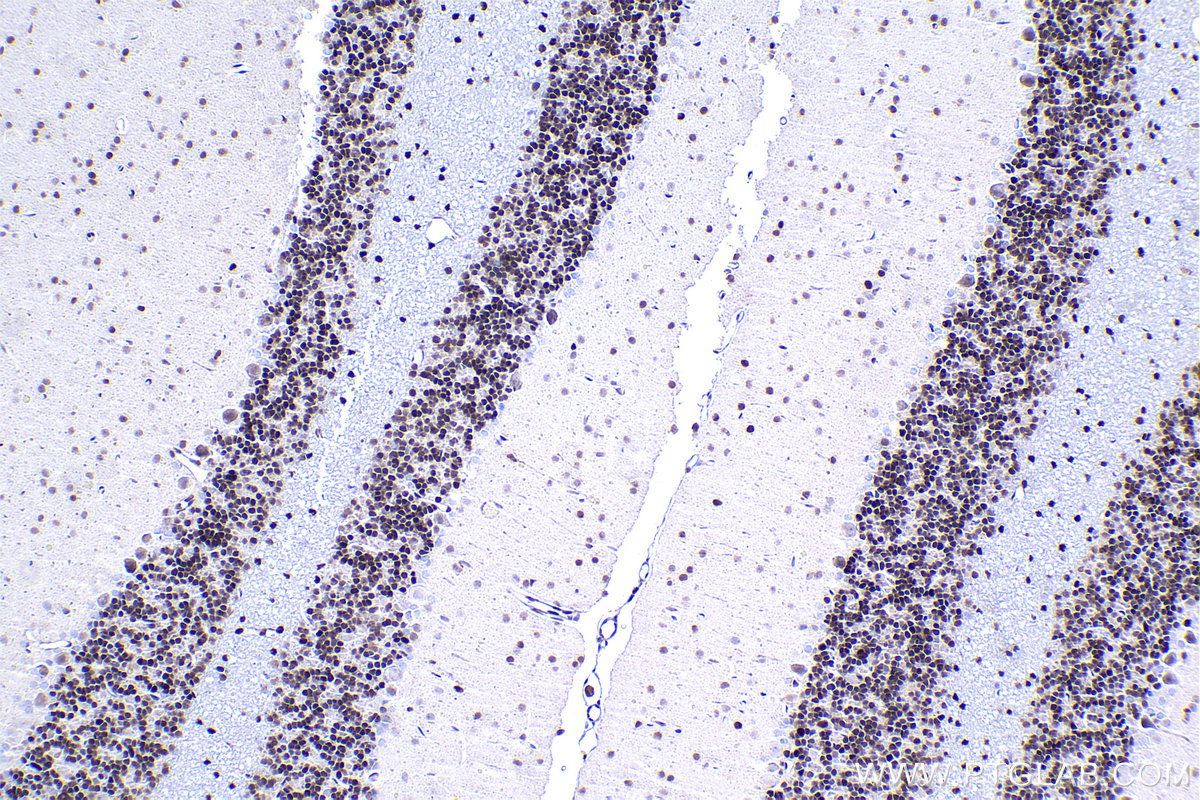 Immunohistochemical analysis of paraffin-embedded rat cerebellum tissue slide using KHC1509 (JUN IHC Kit).