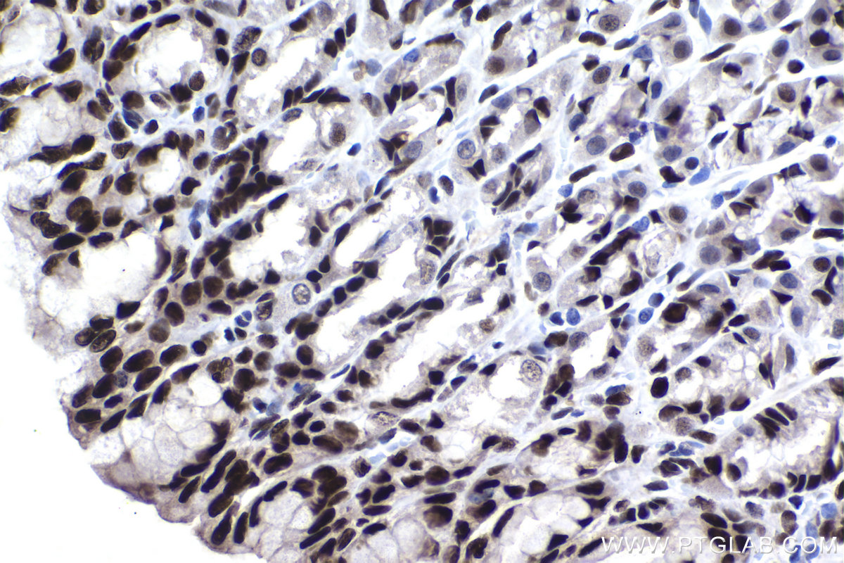Immunohistochemical analysis of paraffin-embedded rat stomach tissue slide using KHC1509 (JUN IHC Kit).