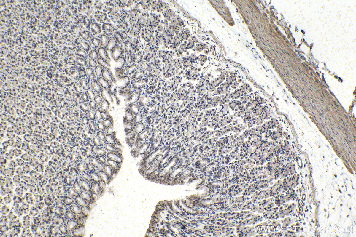 Immunohistochemical analysis of paraffin-embedded rat stomach tissue slide using KHC1491 (KAT7/MYST2 IHC Kit).