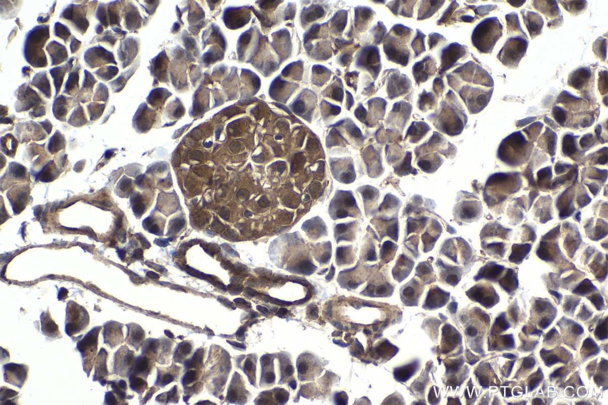 Immunohistochemical analysis of paraffin-embedded rat pancreas tissue slide using KHC1064 (KEAP1 IHC Kit).