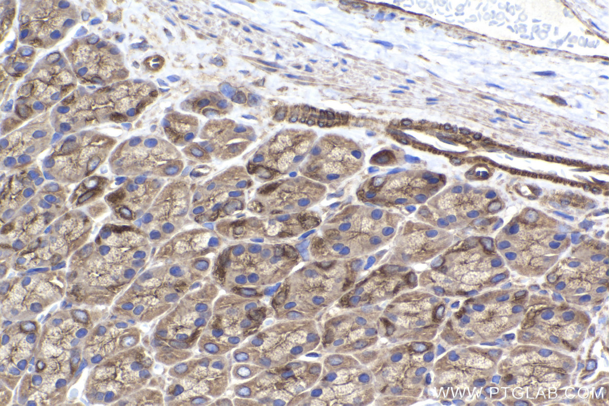 Immunohistochemical analysis of paraffin-embedded rat stomach tissue slide using KHC2238 (KIF5B IHC Kit).