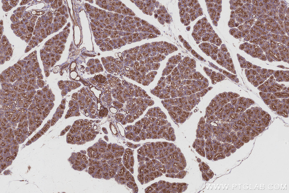 Immunohistochemical analysis of paraffin-embedded rat pancreas tissue slide using KHC2953 (KLC4 IHC Kit).