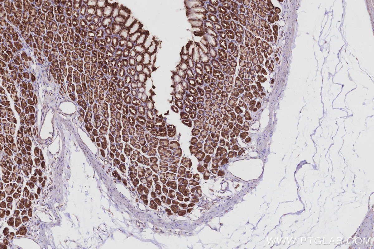 Immunohistochemical analysis of paraffin-embedded rat stomach tissue slide using KHC2953 (KLC4 IHC Kit).