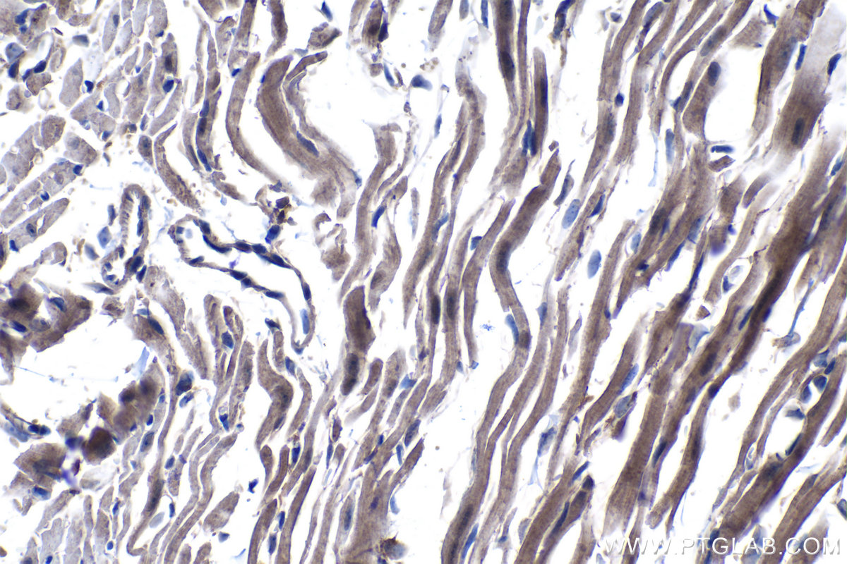 Immunohistochemical analysis of paraffin-embedded mouse heart tissue slide using KHC1242 (KPNA3 IHC Kit).