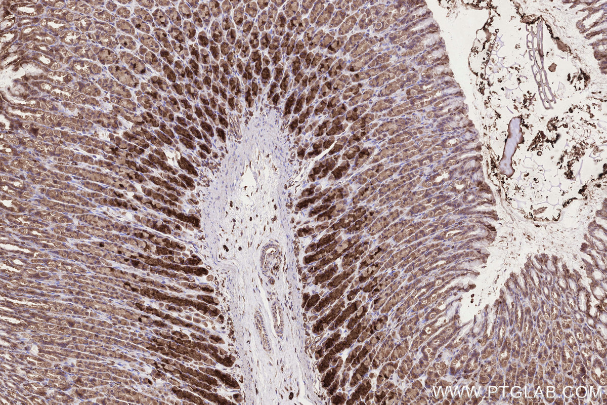 Immunohistochemical analysis of paraffin-embedded rat stomach tissue slide using KHC3292 (KTELC1 IHC Kit). Immunohistochemical analysis of paraffin-embedded rat stomach tissue slide using KHC3292 (KTELC1 IHC Kit).