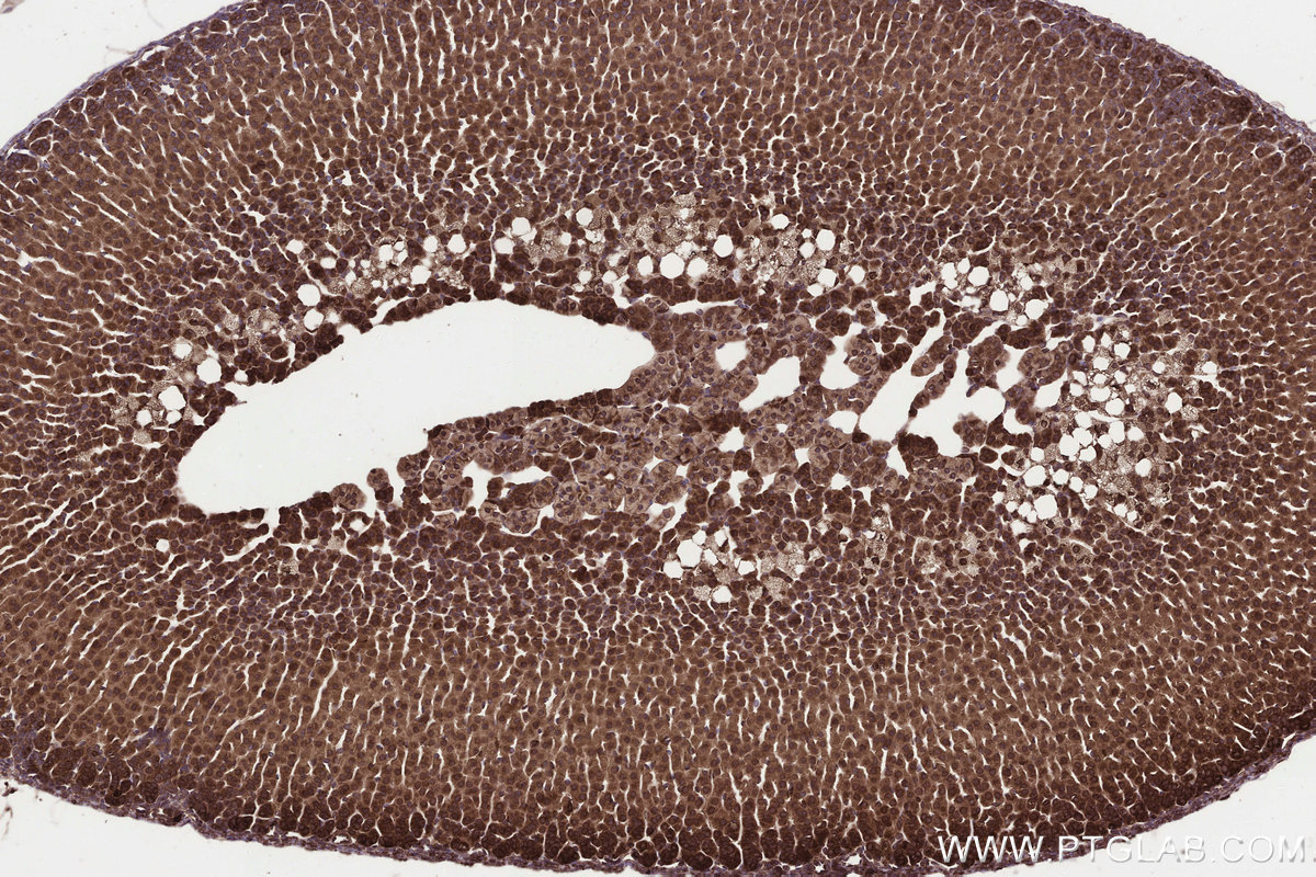 Immunohistochemical analysis of paraffin-embedded mouse adrenal gland tissue slide using KHC3292 (KTELC1 IHC Kit). Immunohistochemical analysis of paraffin-embedded mouse adrenal gland tissue slide using KHC3292 (KTELC1 IHC Kit).