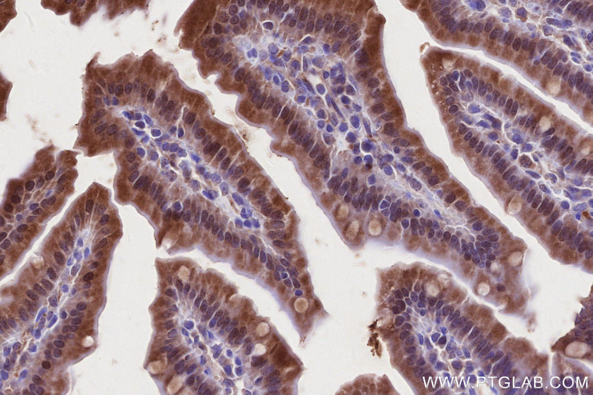 Immunohistochemical analysis of paraffin-embedded mouse small intestine tissue slide using KHC2644 (LACC1 IHC Kit).