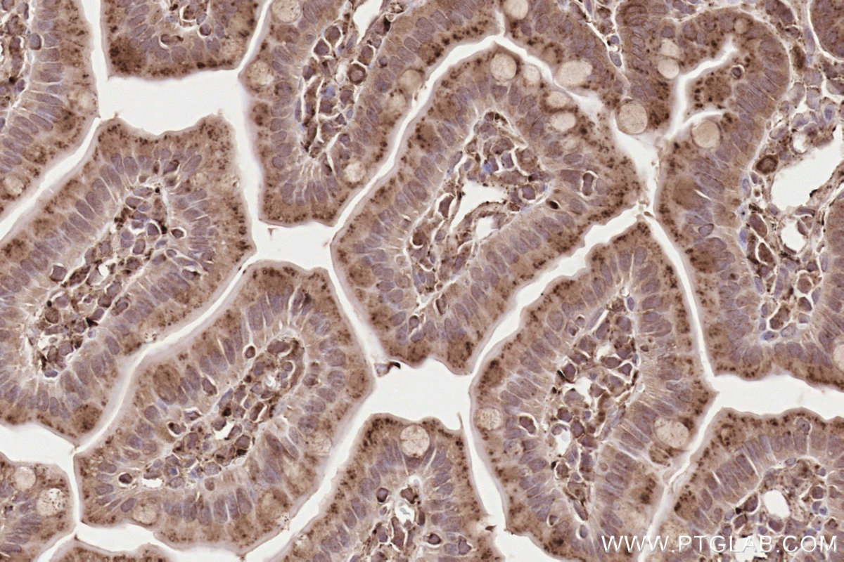 Immunohistochemical analysis of paraffin-embedded mouse small intestine tissue slide using KHC2577 (LAMTOR1 IHC Kit).