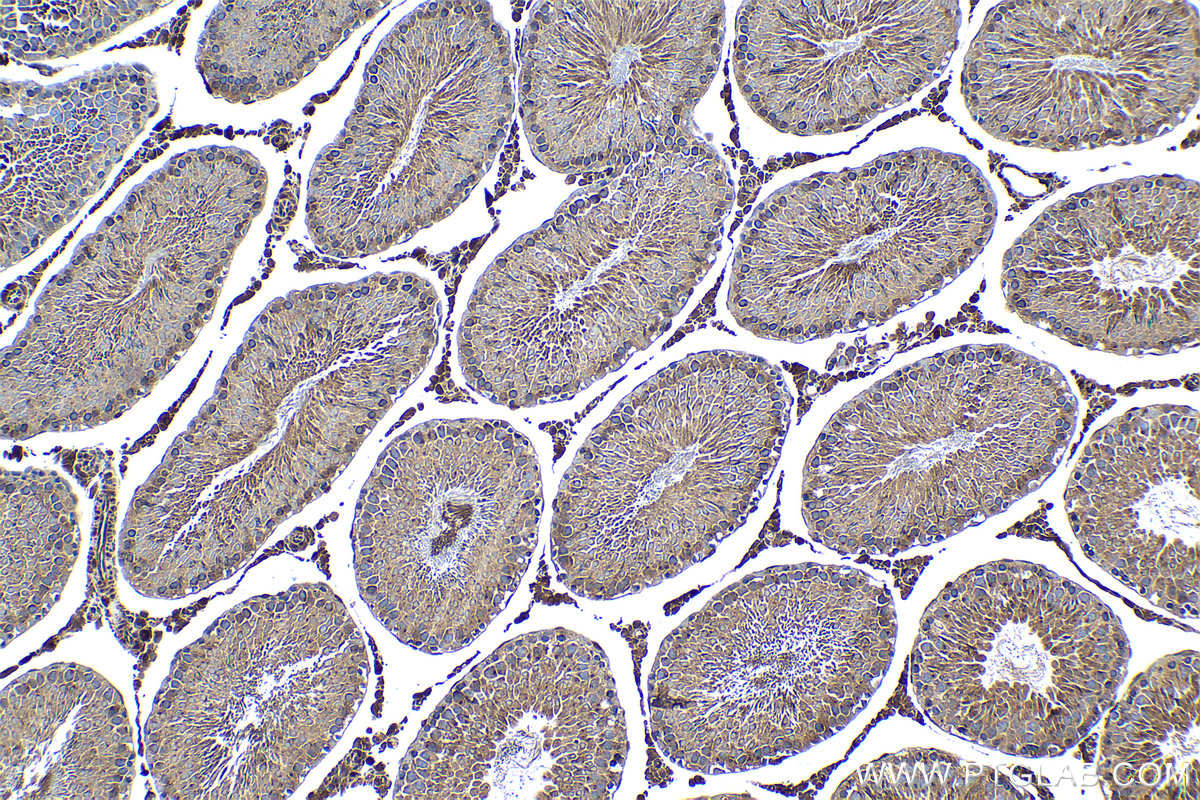 Immunohistochemical analysis of paraffin-embedded rat testis tissue slide using KHC1364 (LMAN2 IHC Kit).