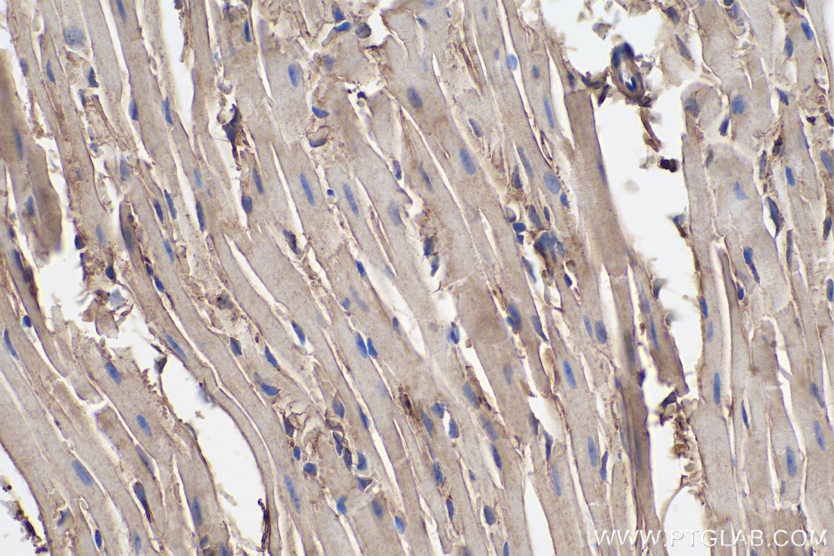 Immunohistochemical analysis of paraffin-embedded mouse heart tissue slide using KHC0321 (LMCD1 IHC Kit).