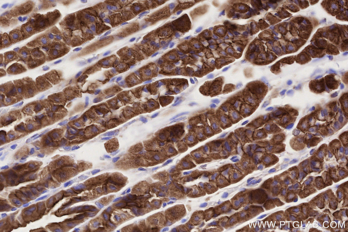 Immunohistochemical analysis of paraffin-embedded mouse stomach tissue slide using KHC2738 (LMO7 IHC Kit).