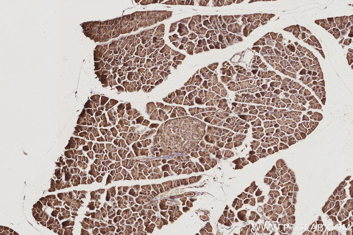 Immunohistochemical analysis of paraffin-embedded mouse pancreas tissue slide using KHC2893 (LNPK/KIAA1715 IHC Kit).