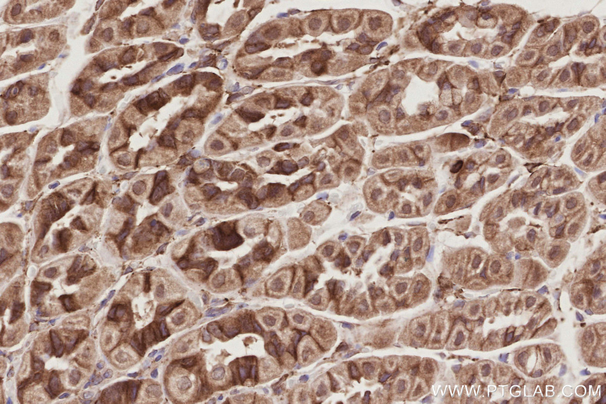 Immunohistochemical analysis of paraffin-embedded mouse stomach tissue slide using KHC2893 (LNPK/KIAA1715 IHC Kit).
