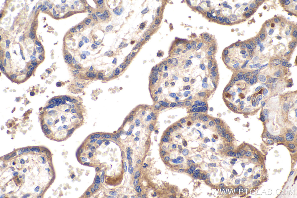 Immunohistochemical analysis of paraffin-embedded human placenta tissue slide using KHC0233 (LPL IHC Kit).