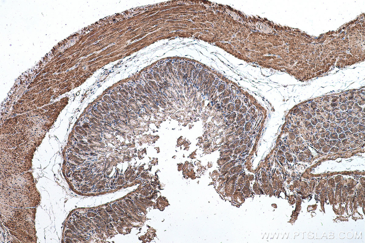 Immunohistochemical analysis of paraffin-embedded mouse stomach tissue slide using KHC0675 (LPP IHC Kit).