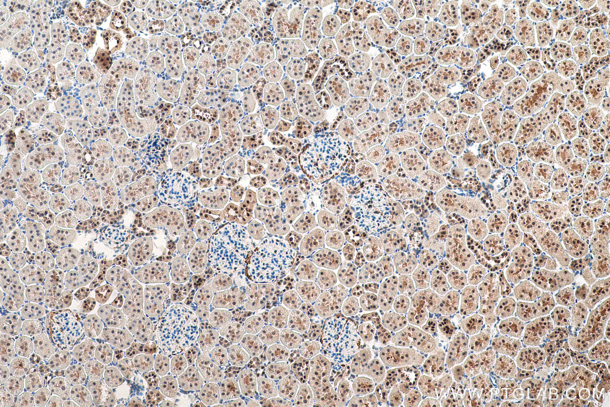 Immunohistochemical analysis of paraffin-embedded rat kidney tissue slide using KHC0840 (LSM5 IHC Kit).