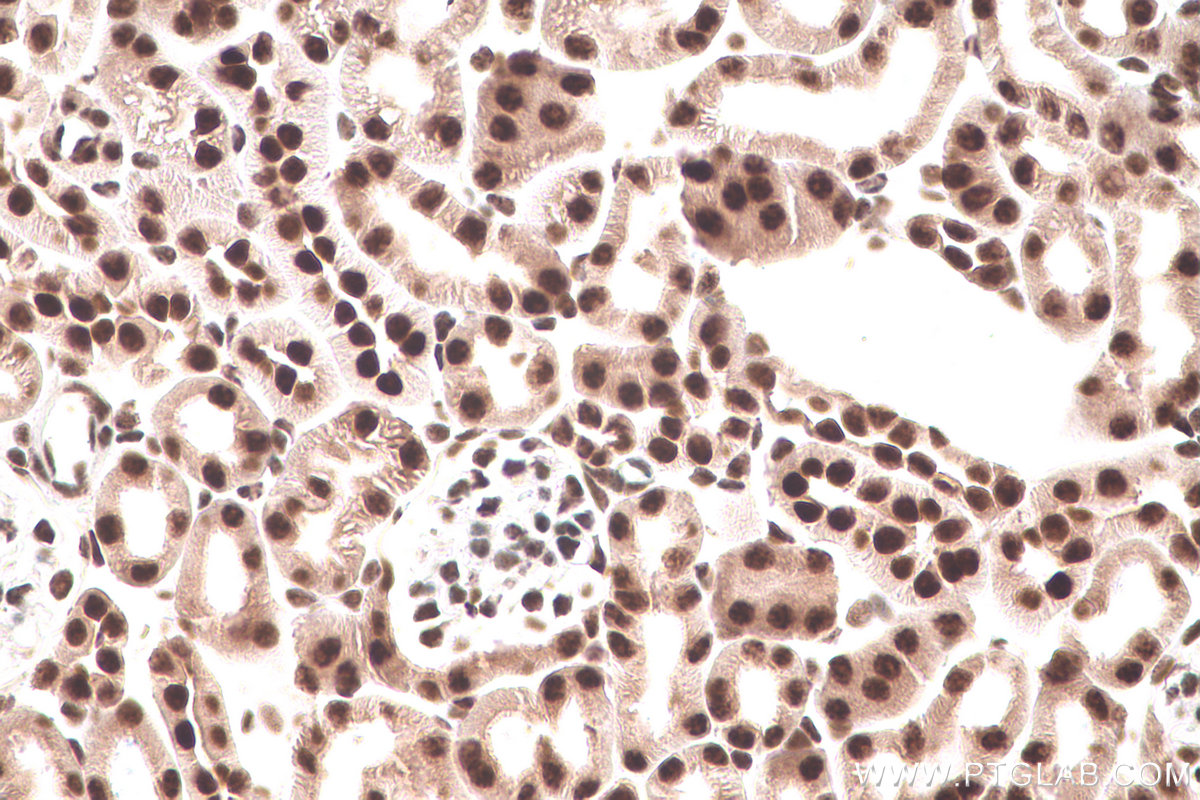 Immunohistochemical analysis of paraffin-embedded mouse kidney tissue slide using KHC0827 (LSM8 IHC Kit).