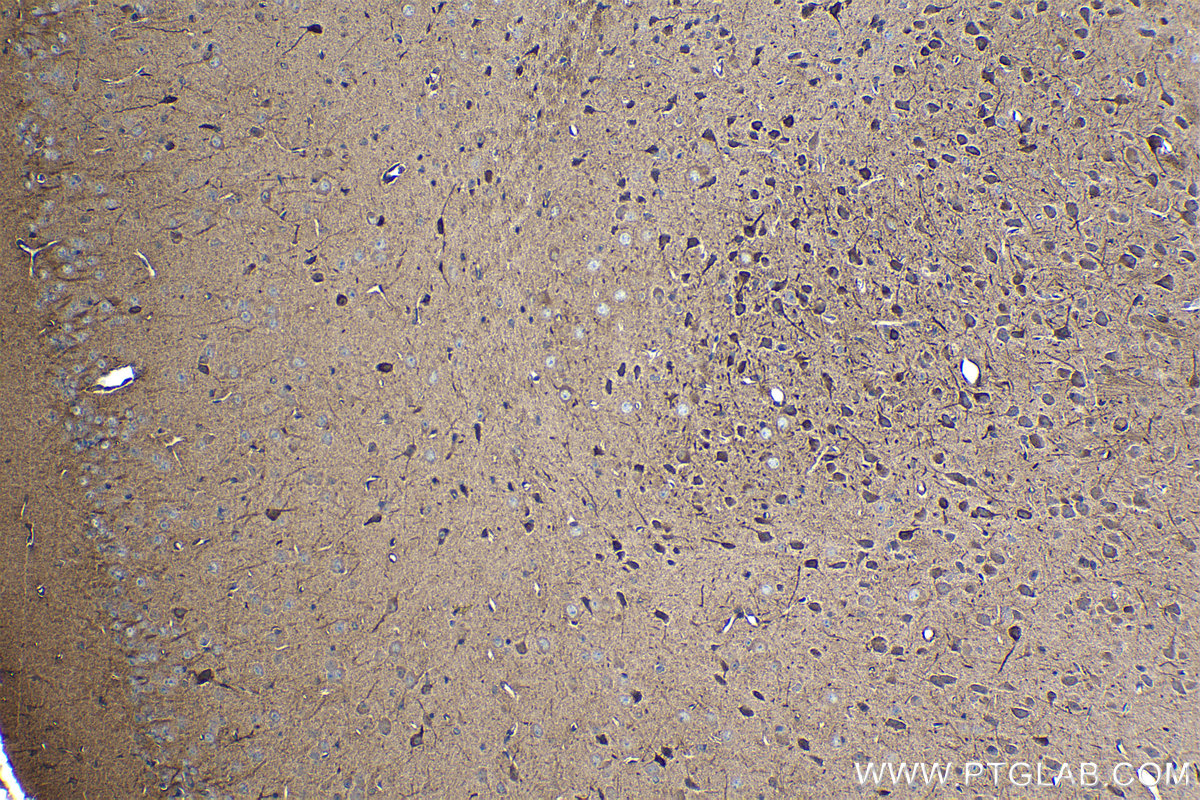 Immunohistochemical analysis of paraffin-embedded mouse brain tissue slide using KHC1249 (LUZP1 IHC Kit).