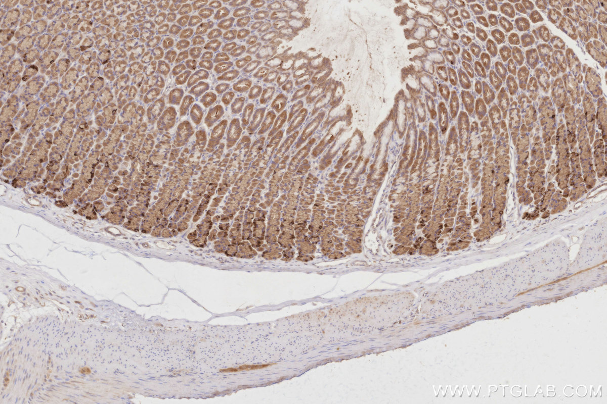Immunohistochemical analysis of paraffin-embedded rat stomach tissue slide using KHC2856 (LZTS2 IHC Kit).
