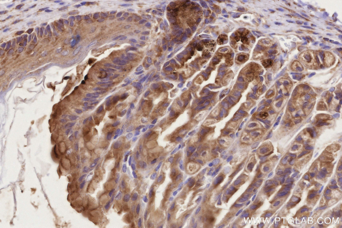 Immunohistochemical analysis of paraffin-embedded mouse stomach tissue slide using KHC2741 (MADD IHC Kit).
