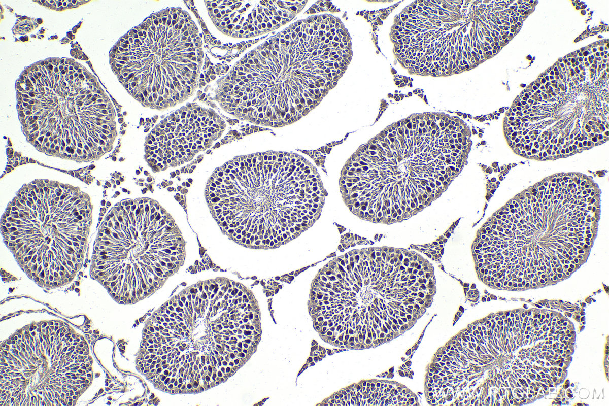 Immunohistochemical analysis of paraffin-embedded rat testis tissue slide using KHC1798 (MAEA IHC Kit).