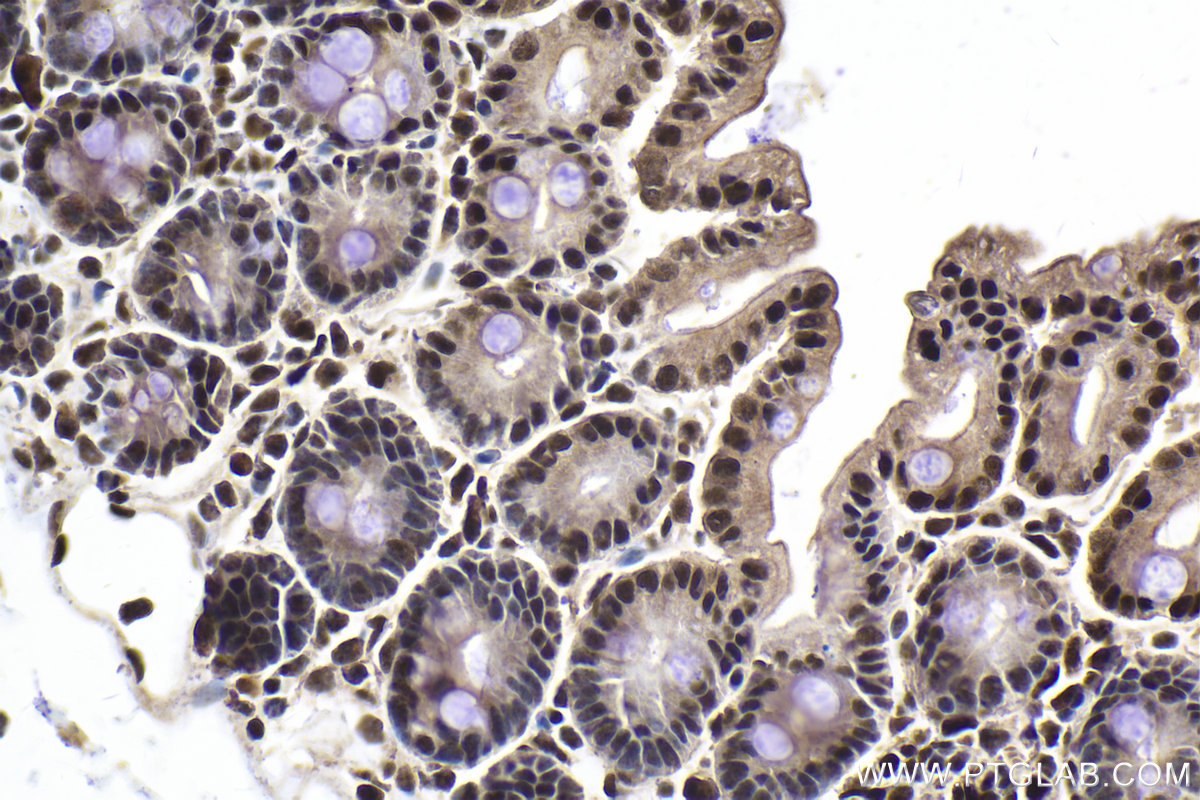 Immunohistochemical analysis of paraffin-embedded mouse intestine tissue slide using KHC1999 (MAFF IHC Kit).