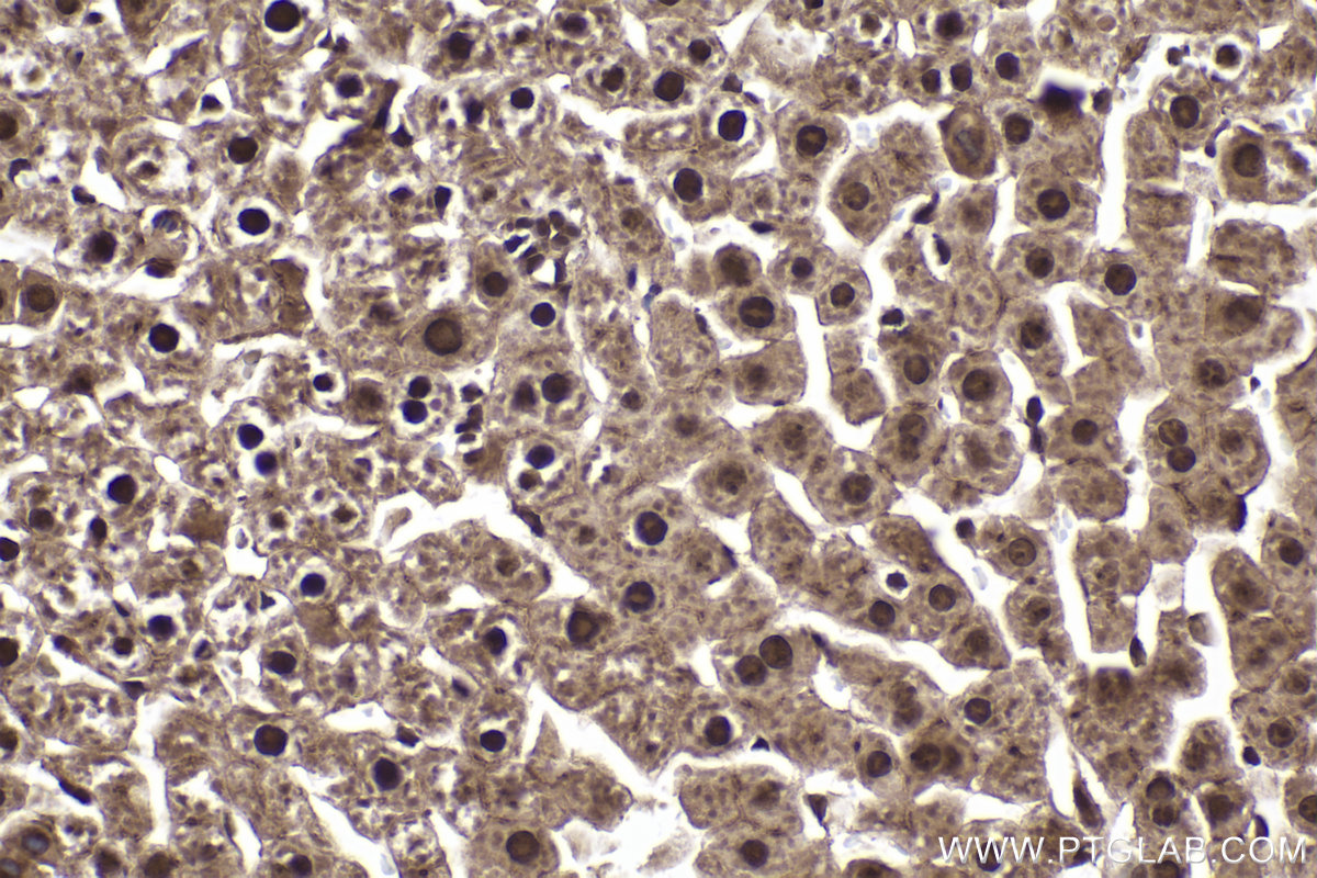 Immunohistochemical analysis of paraffin-embedded rat liver tissue slide using KHC2029 (MAGED1 IHC Kit).
