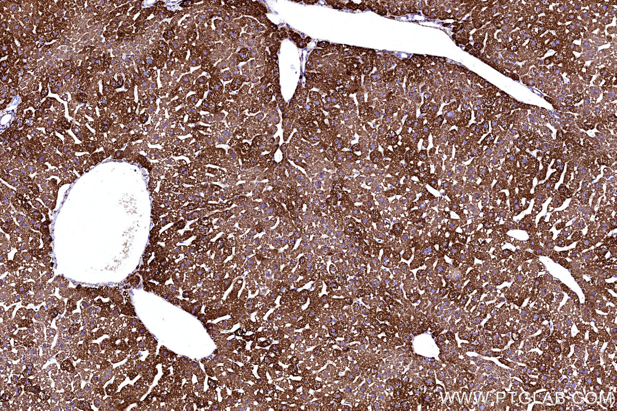 Immunohistochemical analysis of paraffin-embedded mouse liver tissue slide using KHC3204 (MAOB IHC Kit).