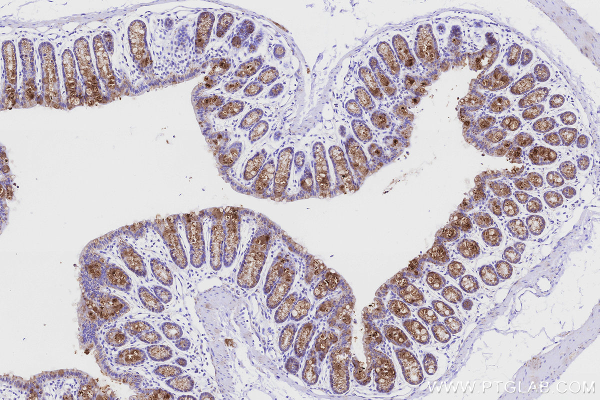 Immunohistochemical analysis of paraffin-embedded mouse colon tissue slide using KHC3204 (MAOB IHC Kit).