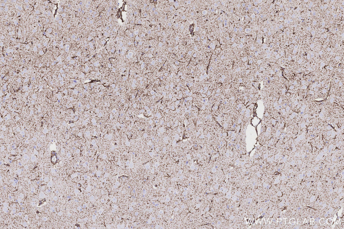 Immunohistochemical analysis of paraffin-embedded rat brain tissue slide using KHC3204 (MAOB IHC Kit).