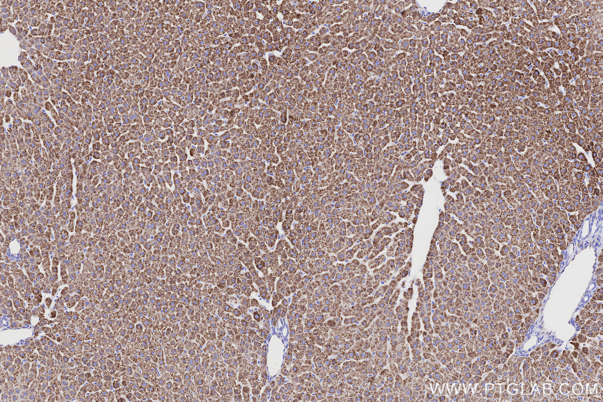 Immunohistochemical analysis of paraffin-embedded rat liver tissue slide using KHC3204 (MAOB IHC Kit).