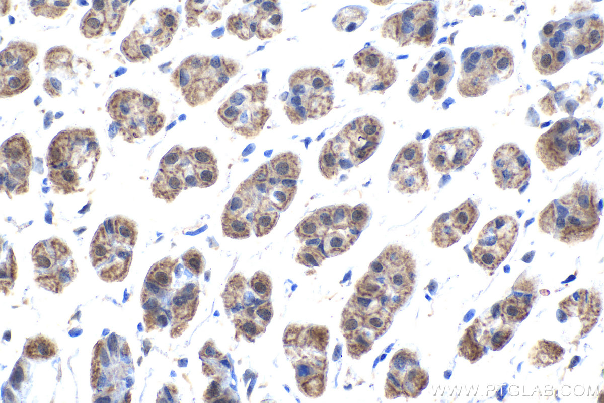 Immunohistochemical analysis of paraffin-embedded mouse stomach tissue slide using KHC1626 (MAPK10 IHC Kit).