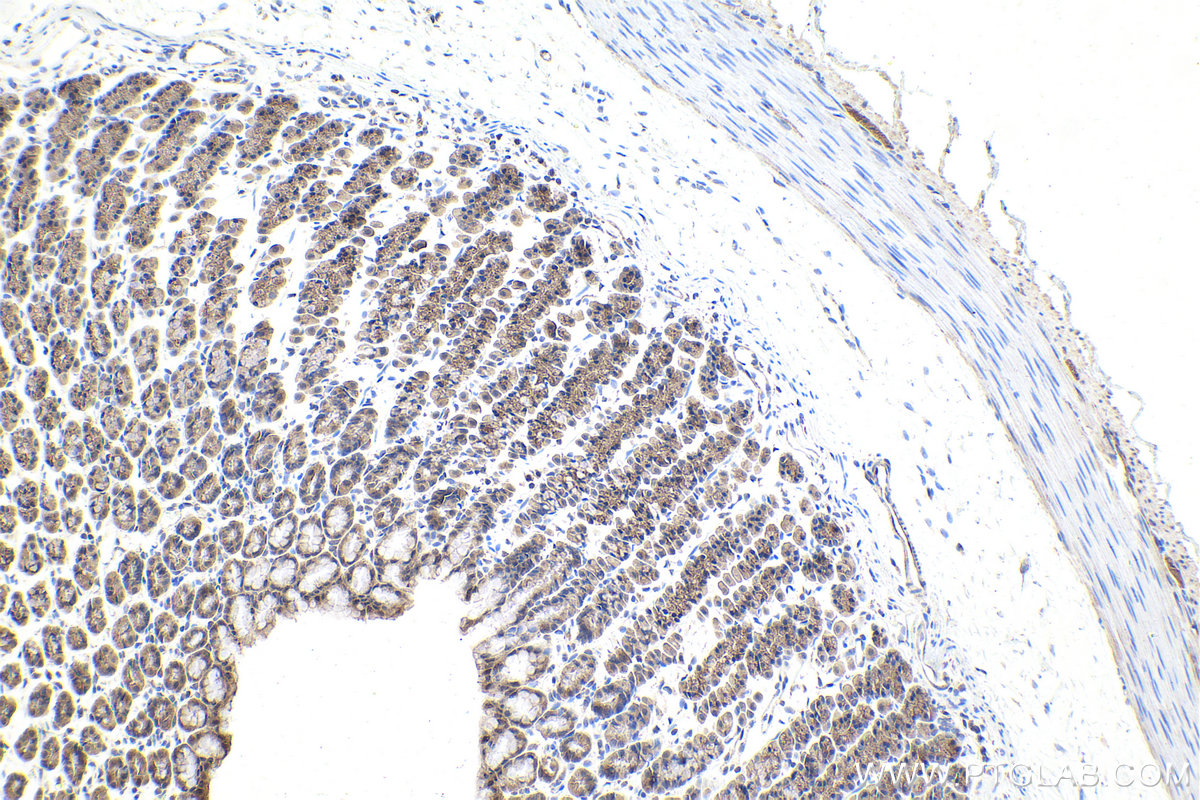 Immunohistochemical analysis of paraffin-embedded rat stomach tissue slide using KHC1626 (MAPK10 IHC Kit).