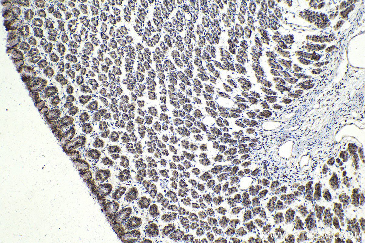 Immunohistochemical analysis of paraffin-embedded rat stomach tissue slide using KHC2010 (MAPK8IP1/JIP1 IHC Kit).