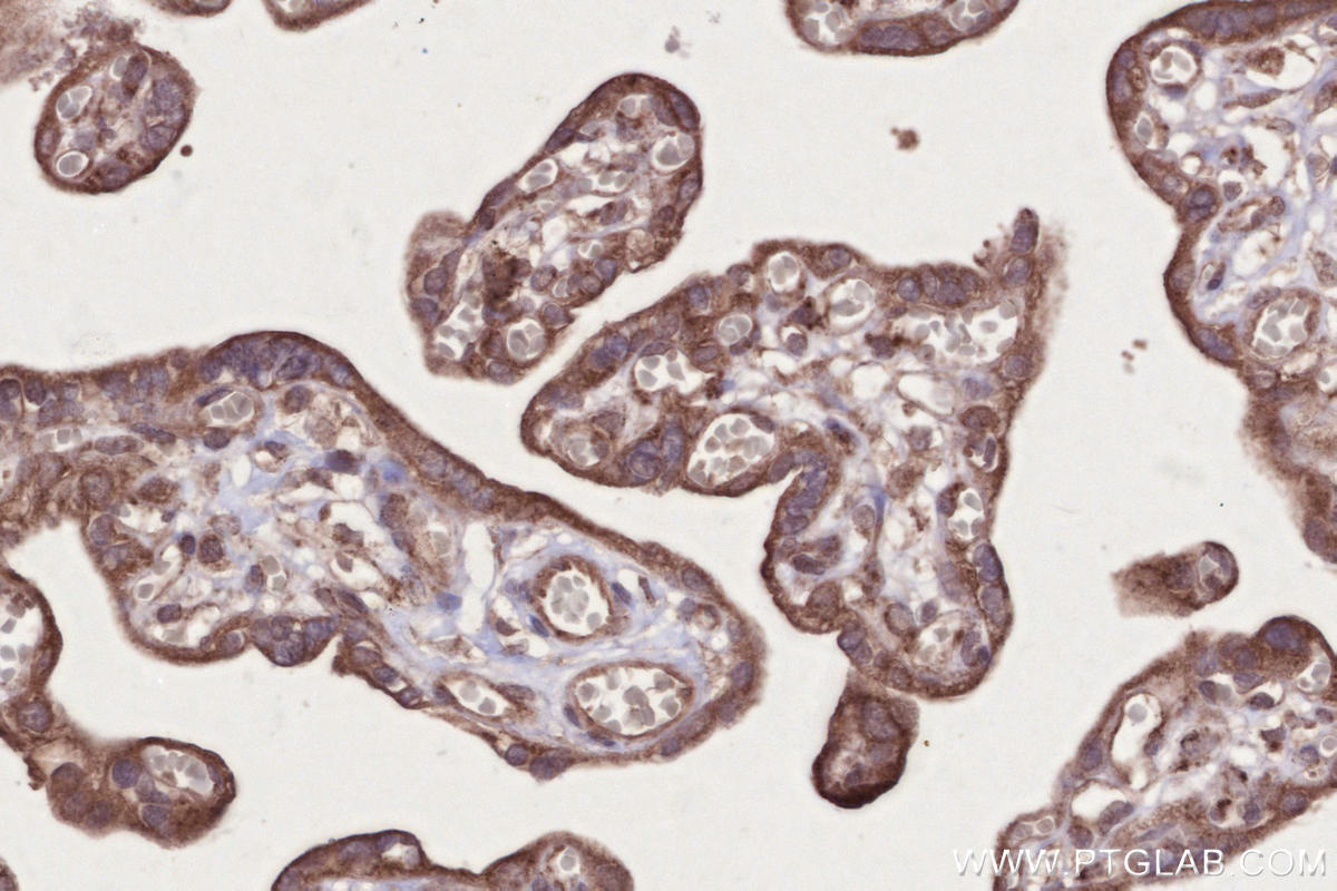 Immunohistochemical analysis of paraffin-embedded human placenta tissue slide using KHC2675 (MARVELD2 IHC Kit).