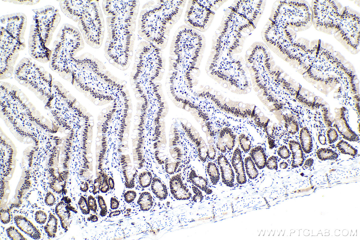 Immunohistochemical analysis of paraffin-embedded rat small intestine tissue slide using KHC1641 (MAX IHC Kit).