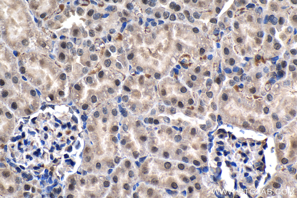 Immunohistochemical analysis of paraffin-embedded rat kidney tissue slide using KHC1309 (MBIP IHC Kit).