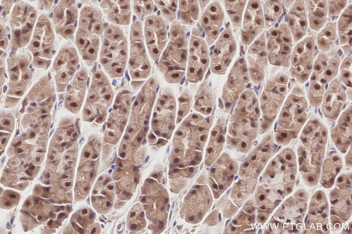 Immunohistochemical analysis of paraffin-embedded mouse stomach tissue slide using KHC2867 (MCM-BP IHC Kit).
